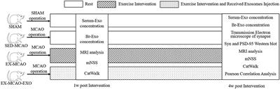 Exercise Intervention Promotes the Growth of Synapses and Regulates Neuroplasticity in Rats With Ischemic Stroke Through Exosomes